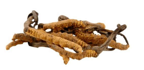 goba cordyceps v Gluconol